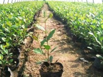 锦州亚星管理平台苗木有限公司