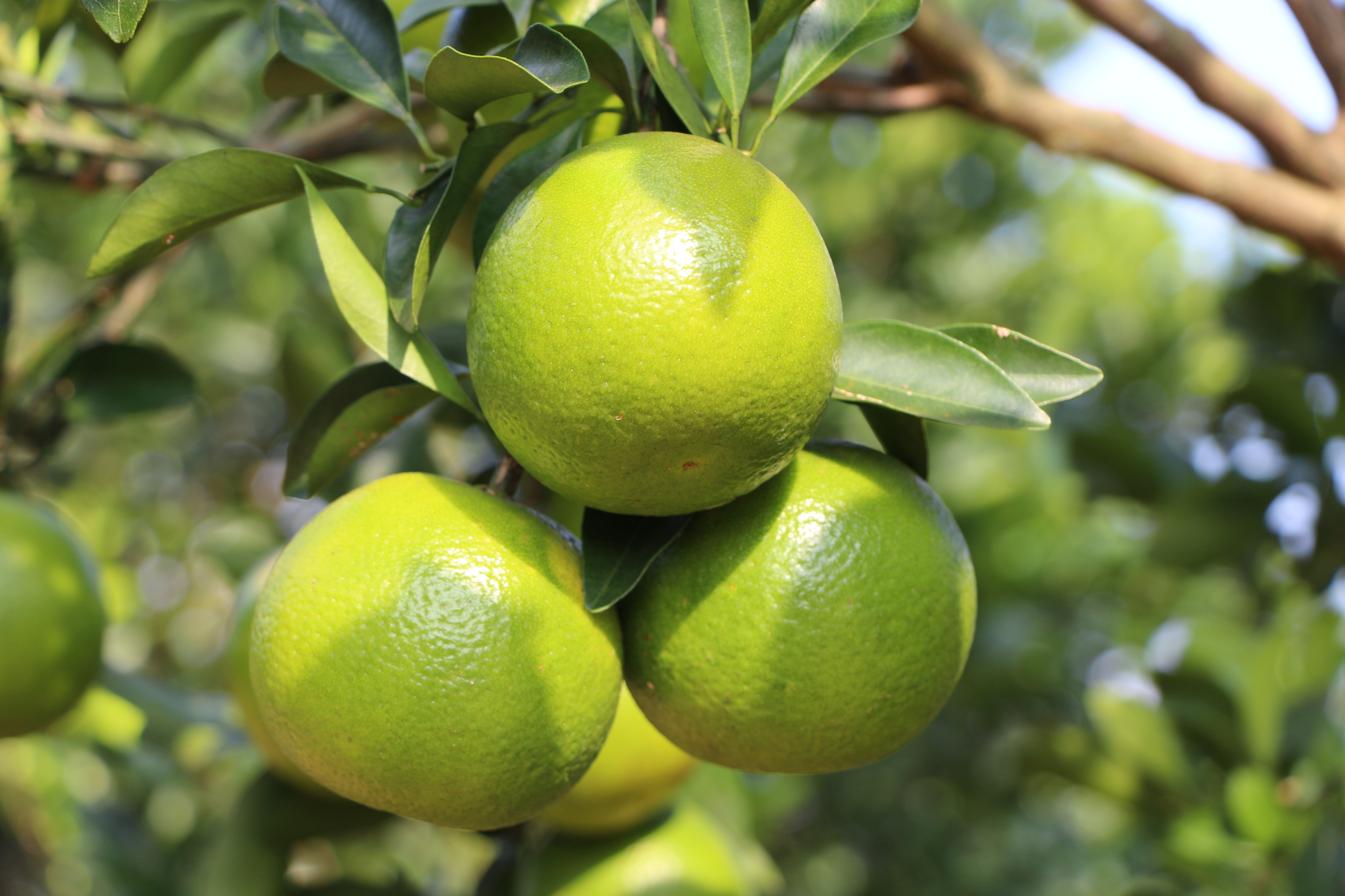 腾博官网诚信为本鲜果福橙