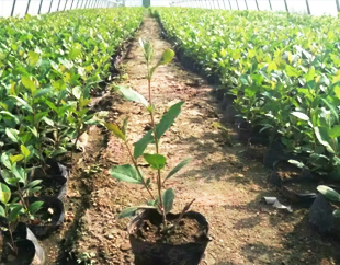 锦州亚星管理平台苗木有限公司