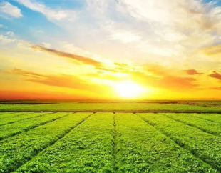 锦州亚星管理平台作物；び邢薰