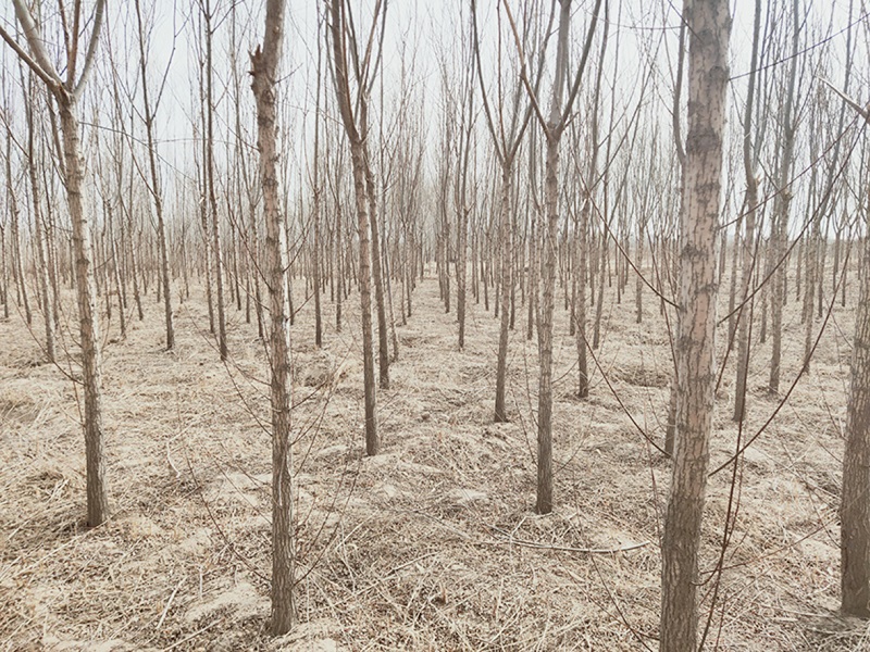 亚星治理平台(中国游)官方网站